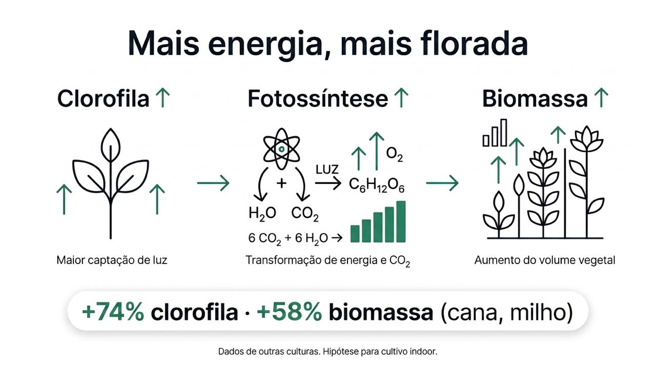 Mais energia: clorofila, fotossíntese e biomassa